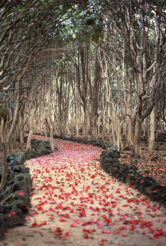 Flowered Petals Path, Hagi, Japan