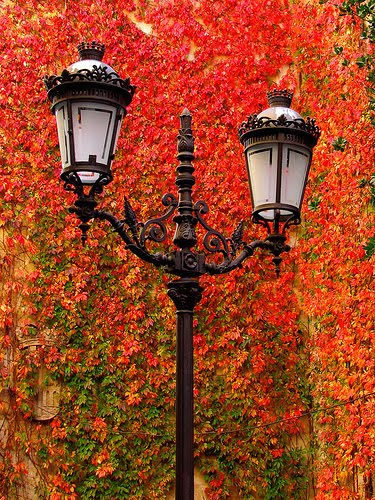 Autumn Lanterns, Devonshire, England